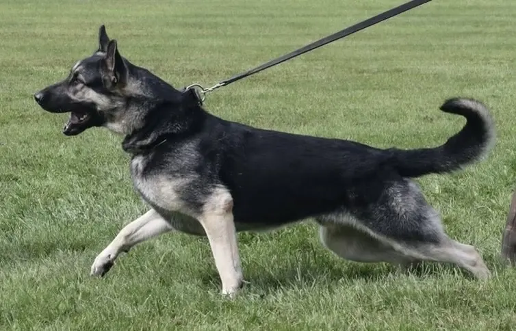 Protection dog doing bite work