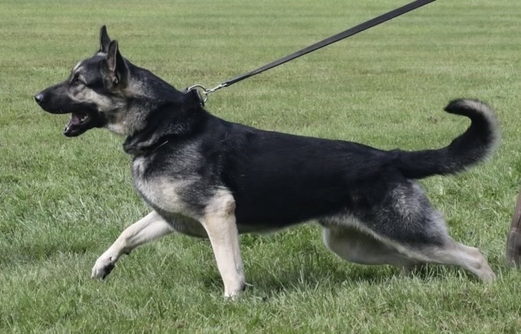 Protection dog doing bite work