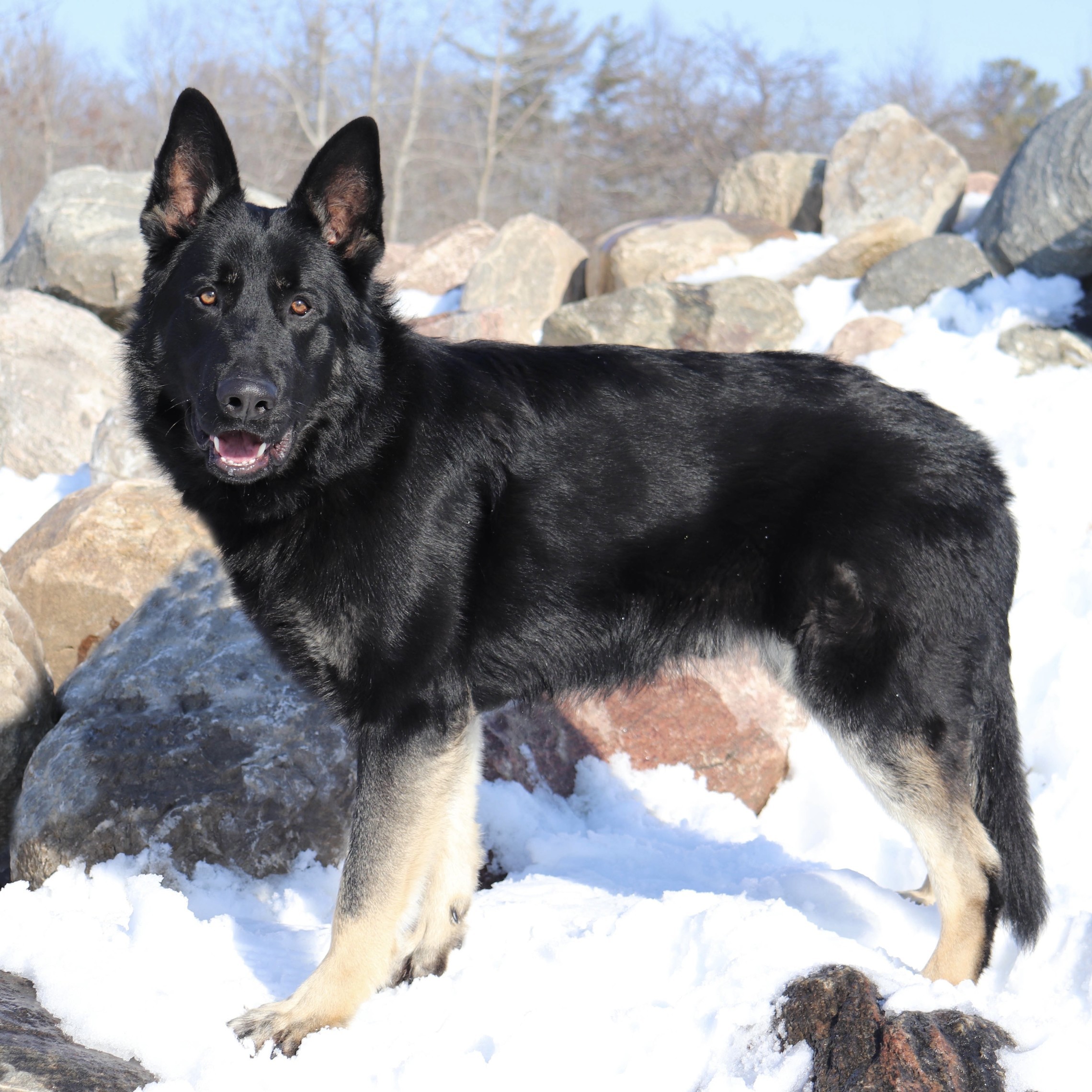 Drago 4