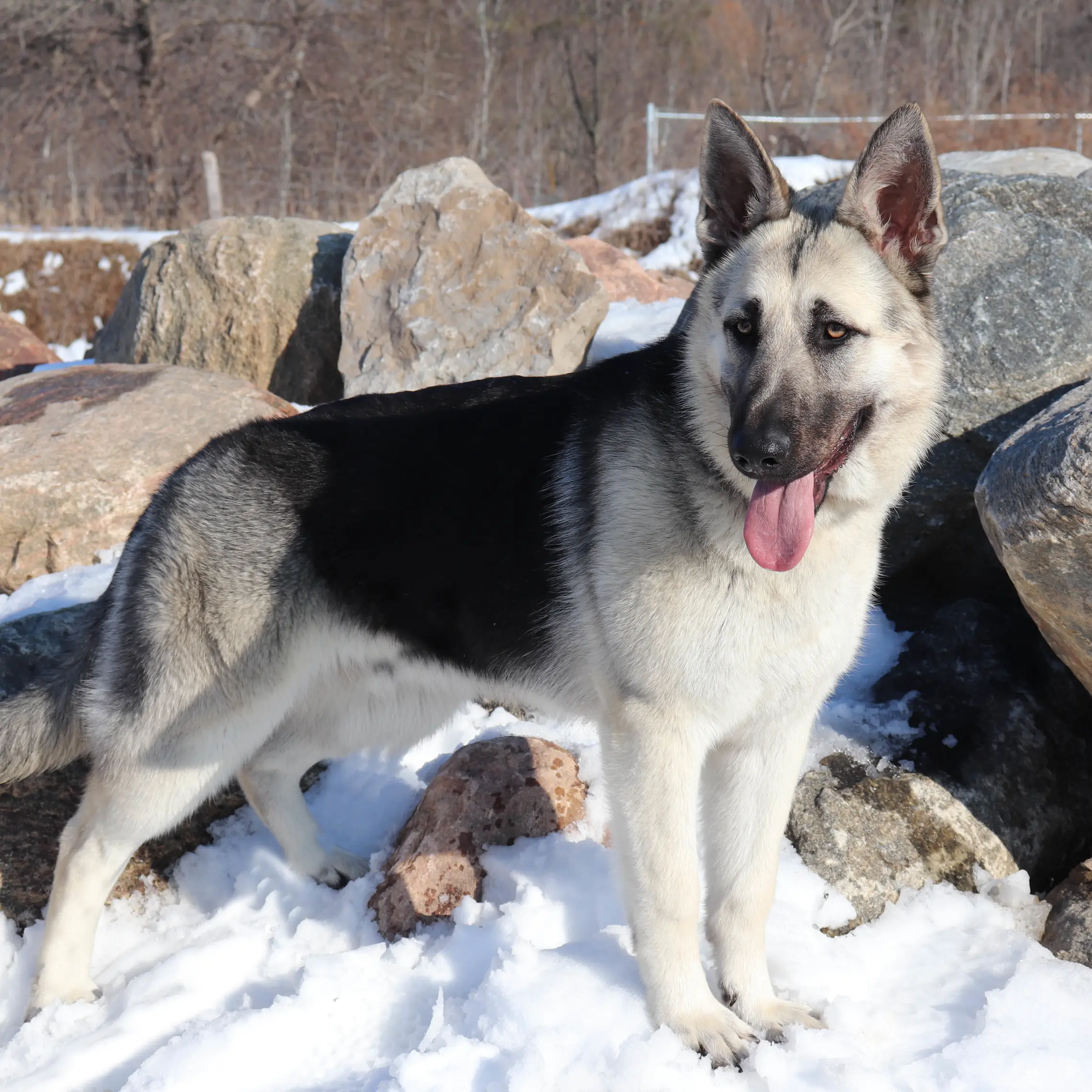 Photo of East-European Shepherd (VEO)