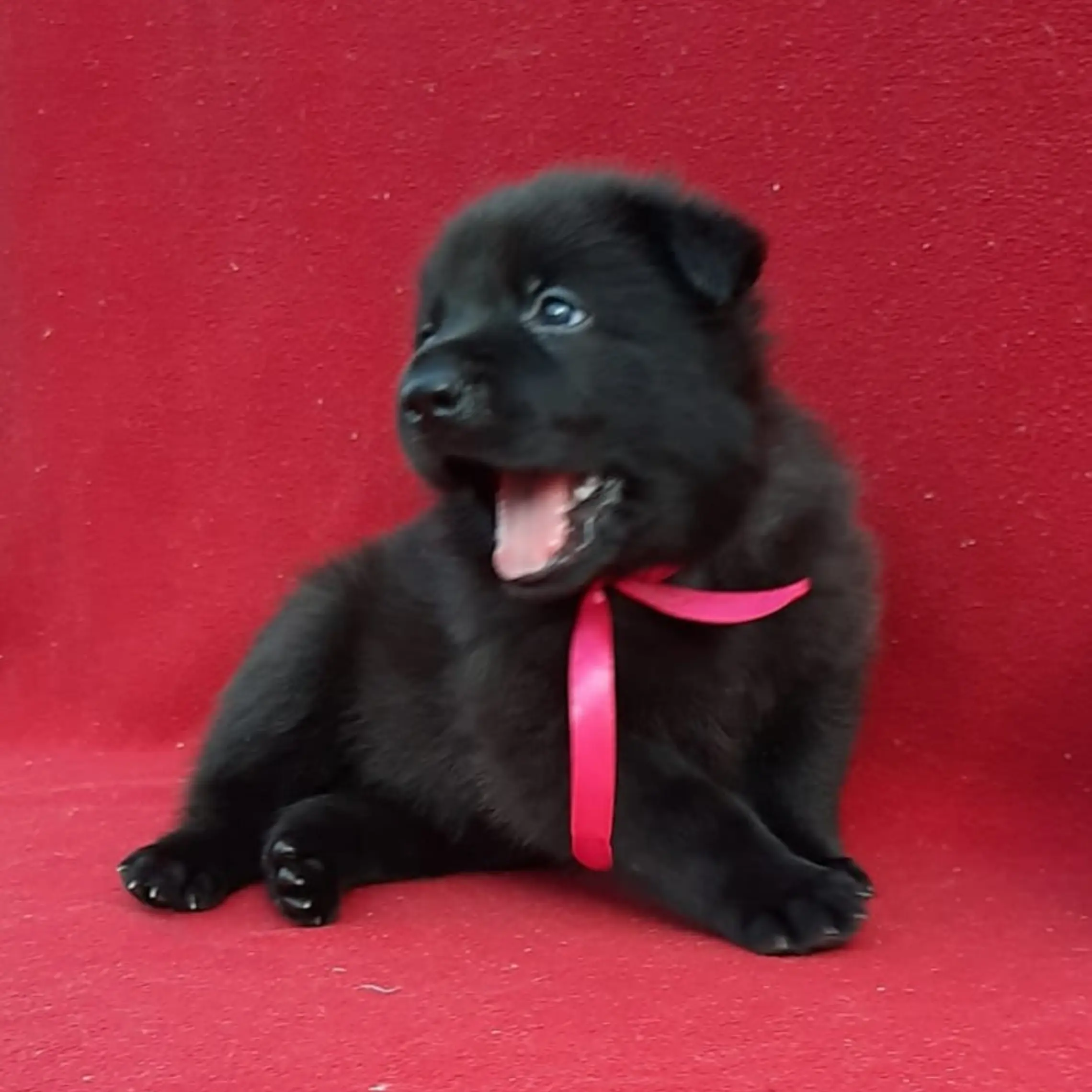 Sava puppy picture