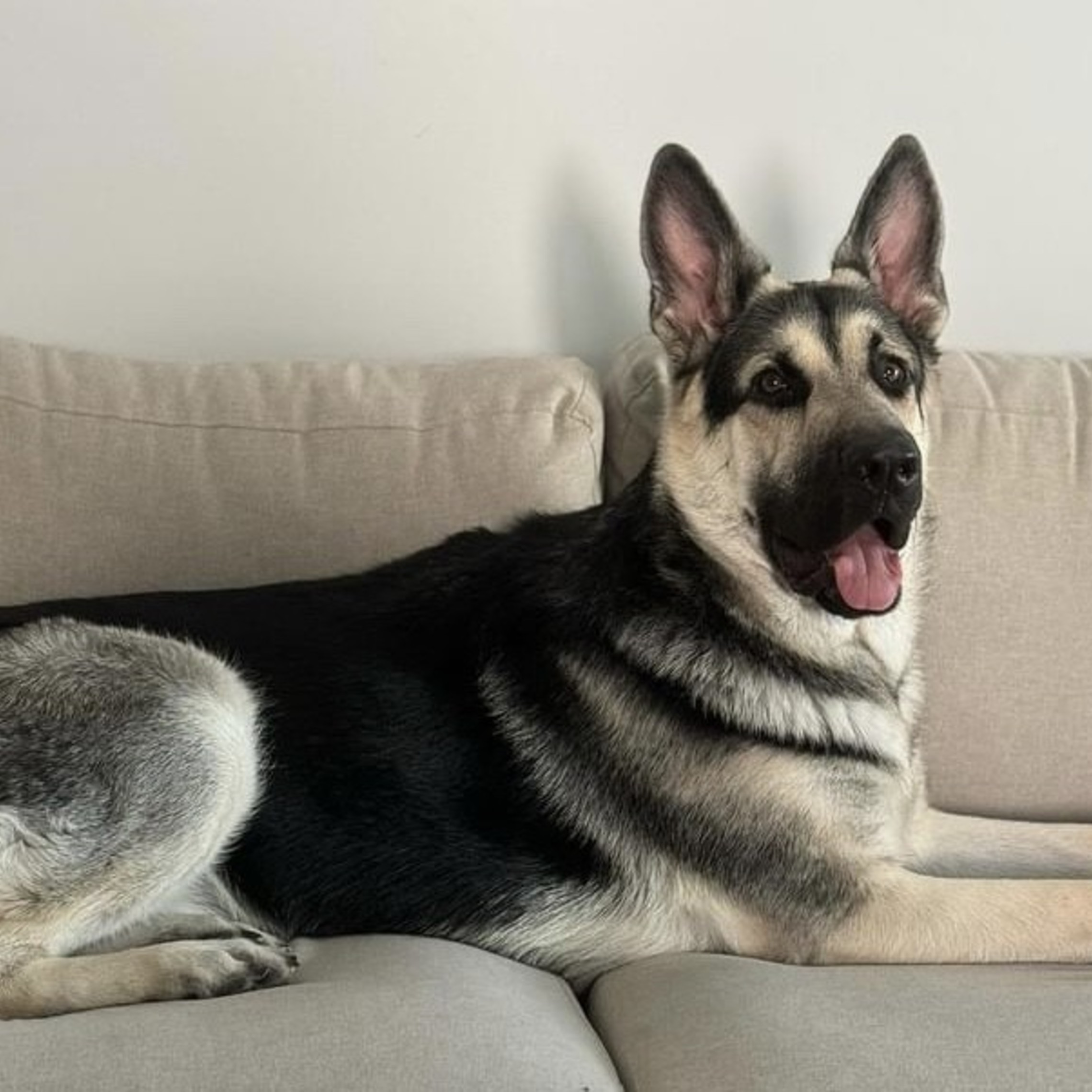 Photo of East-European Shepherd (VEO) on couch