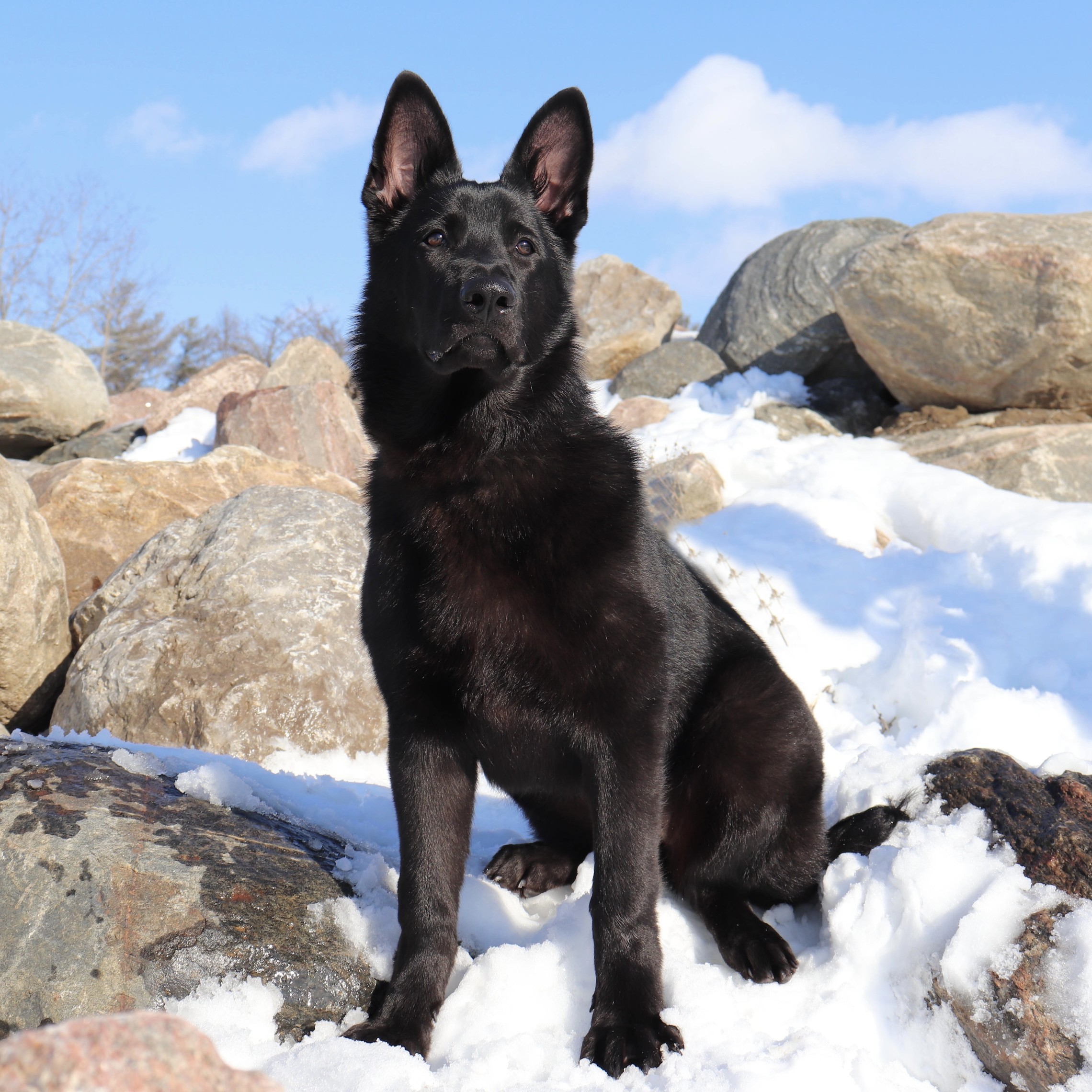 About VEOs RMD East European Shepherds About VEOs RMD East European Shepherds
