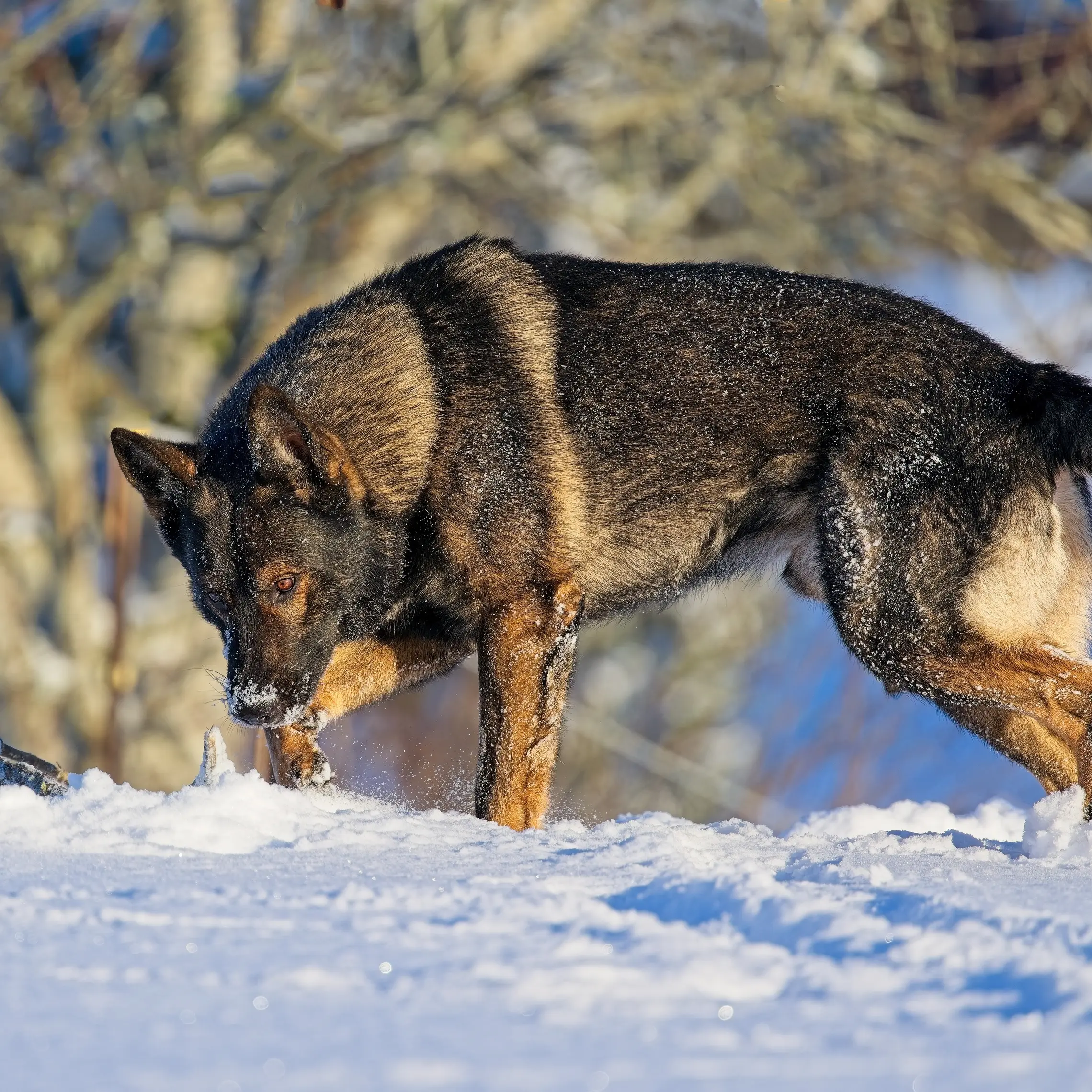 Czech Working Line German Shepherd