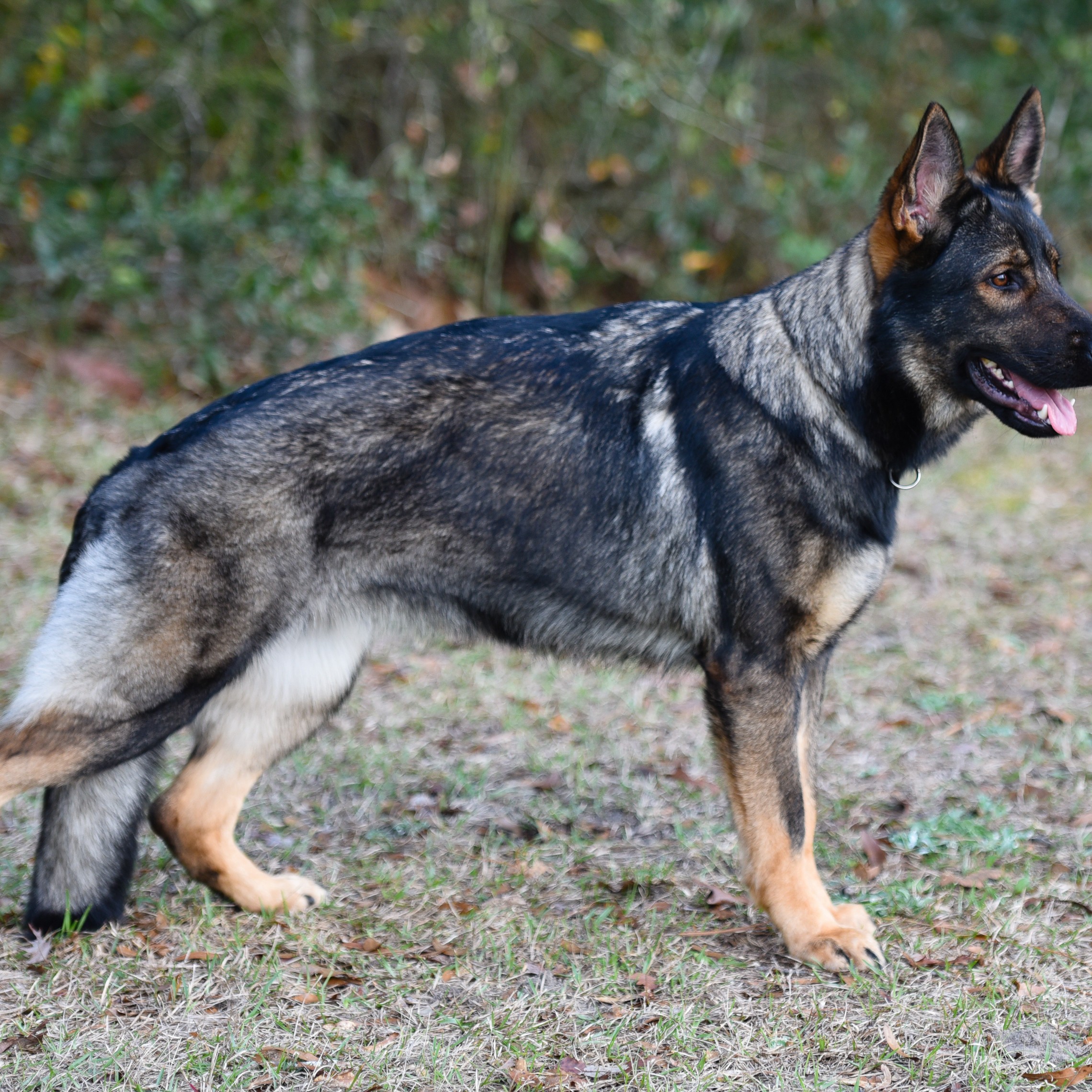 Czech Working Line German Shepherd standing