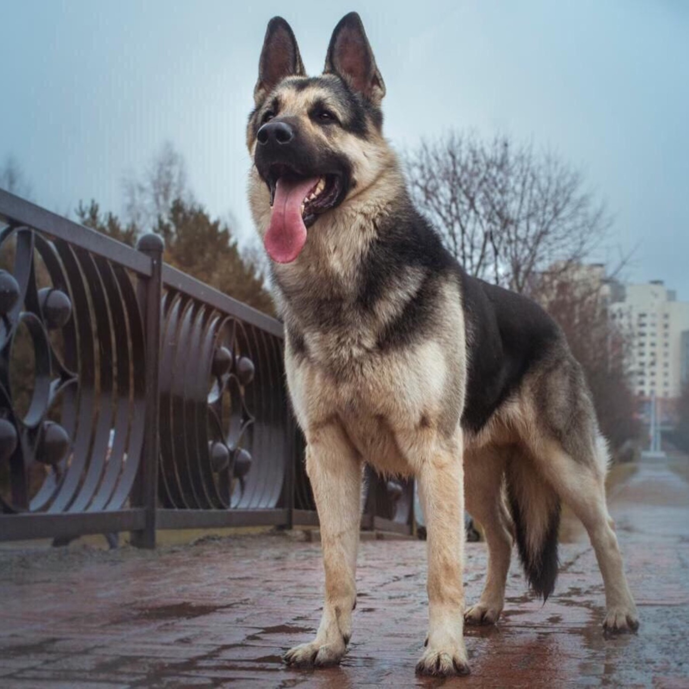 Are Eastern European Shepherd Dogs Rare
