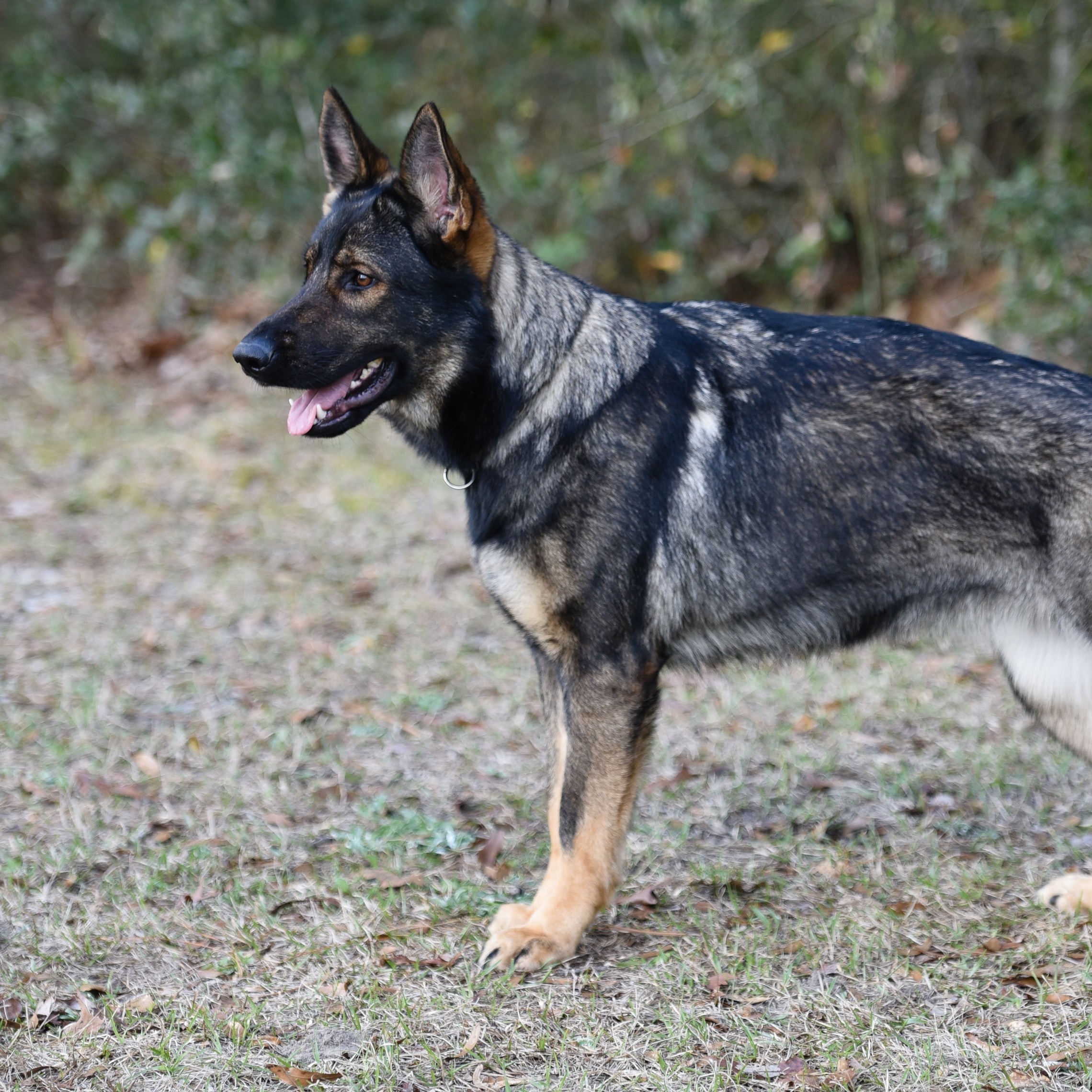 Czech Working Line German Shepherd standing