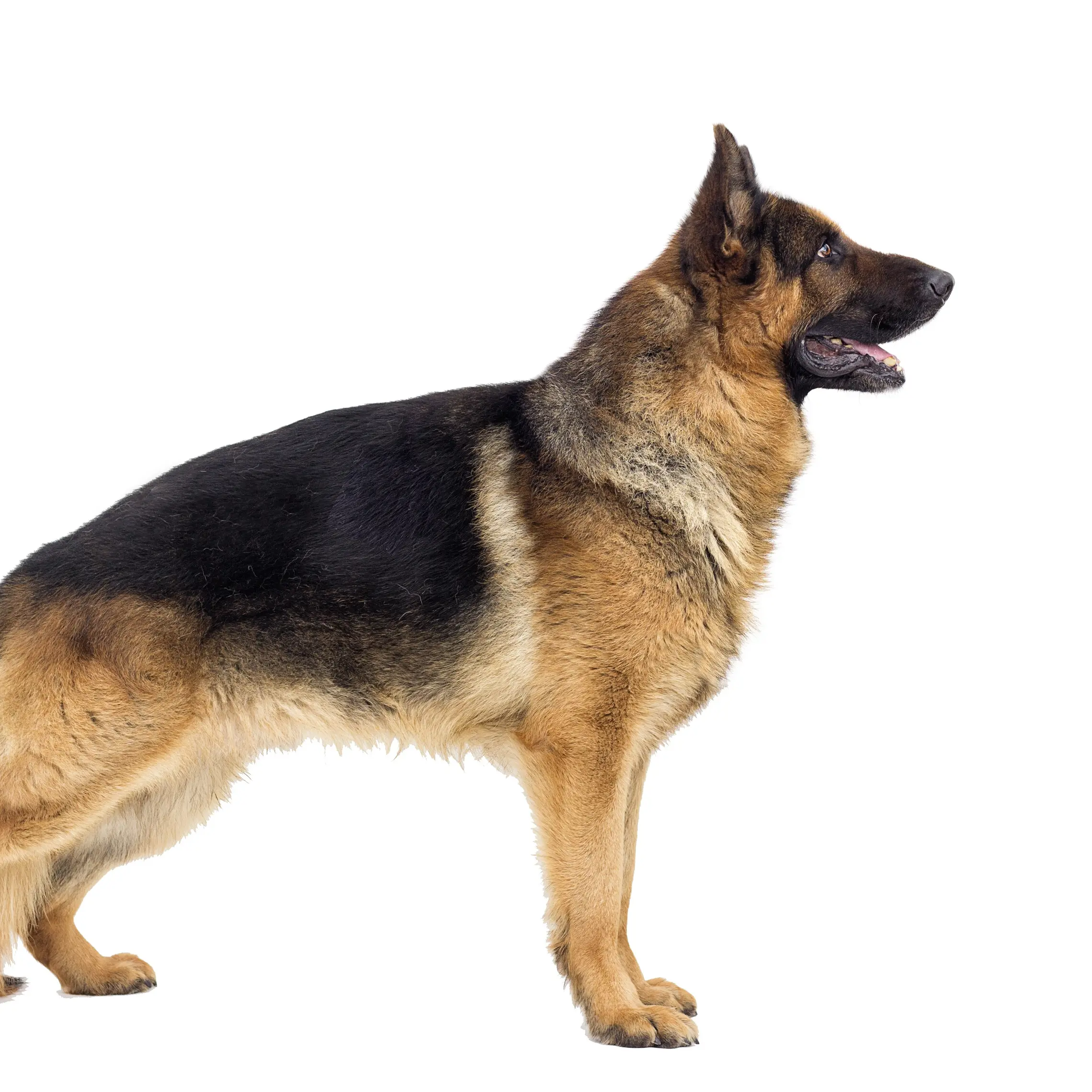 West German Show Line German Shepherd