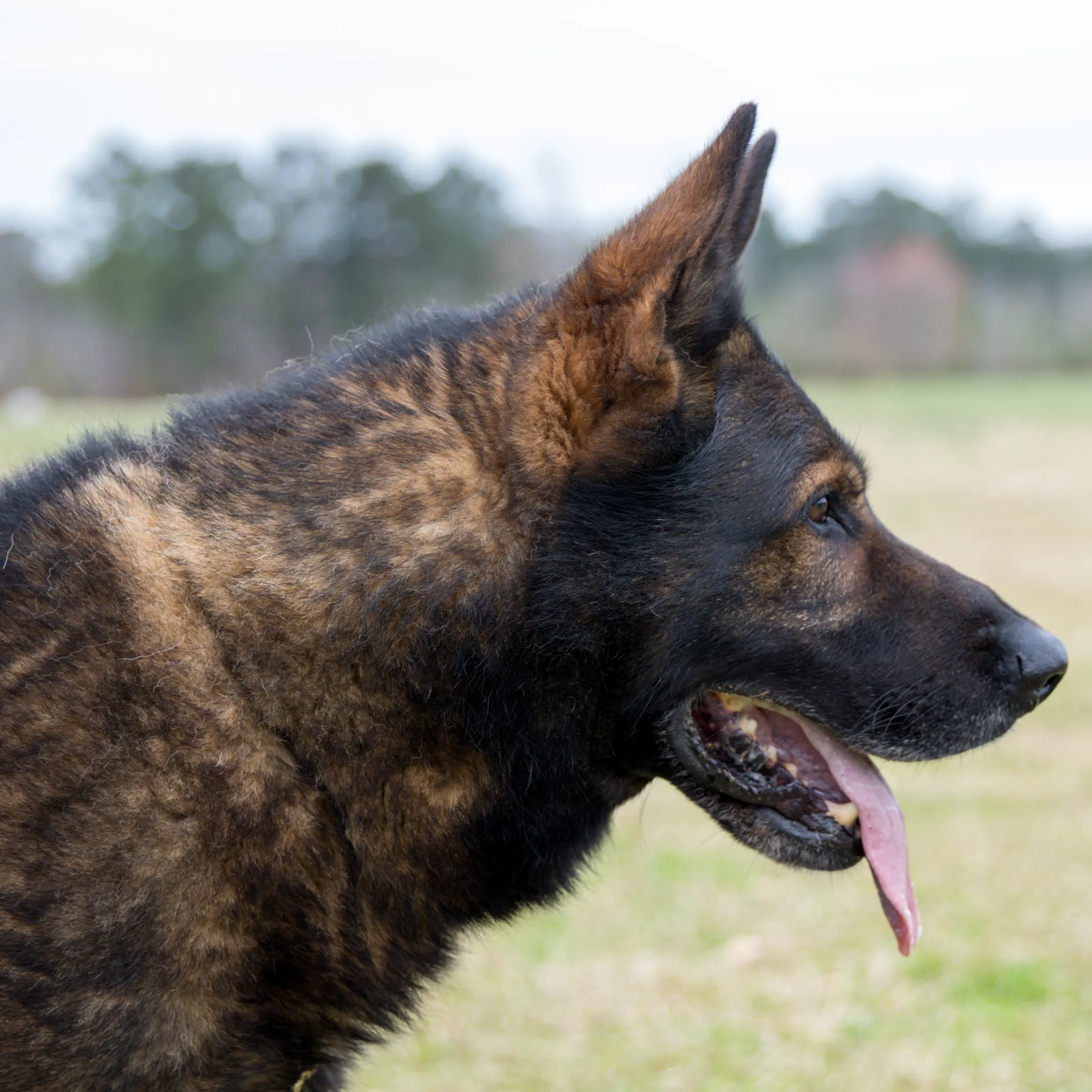 Photo DDR German Shepherd 