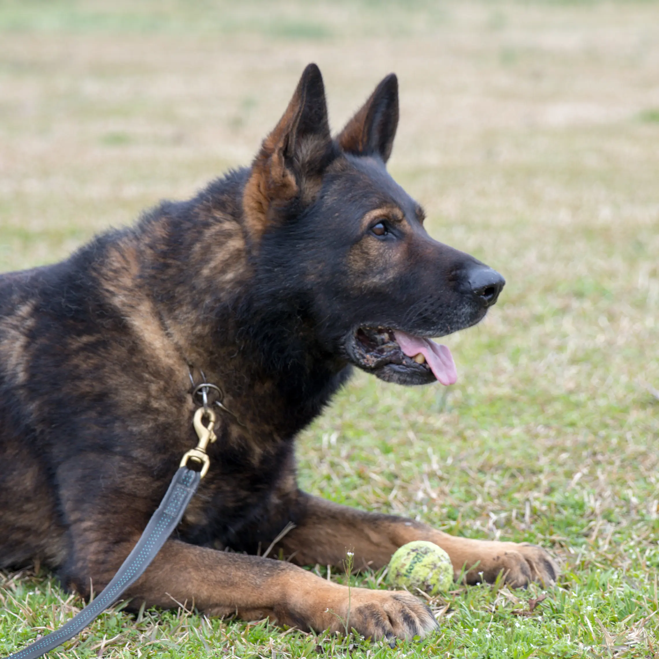 East German (DDR) Working Line German Shepherd lying down
