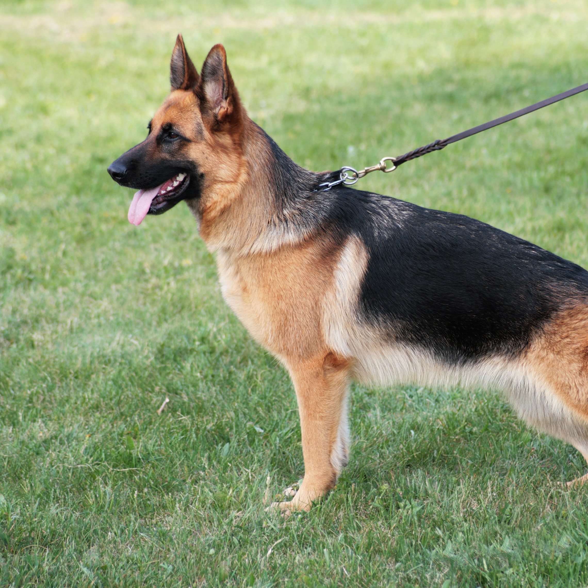 American Show Line German Shepherd standing