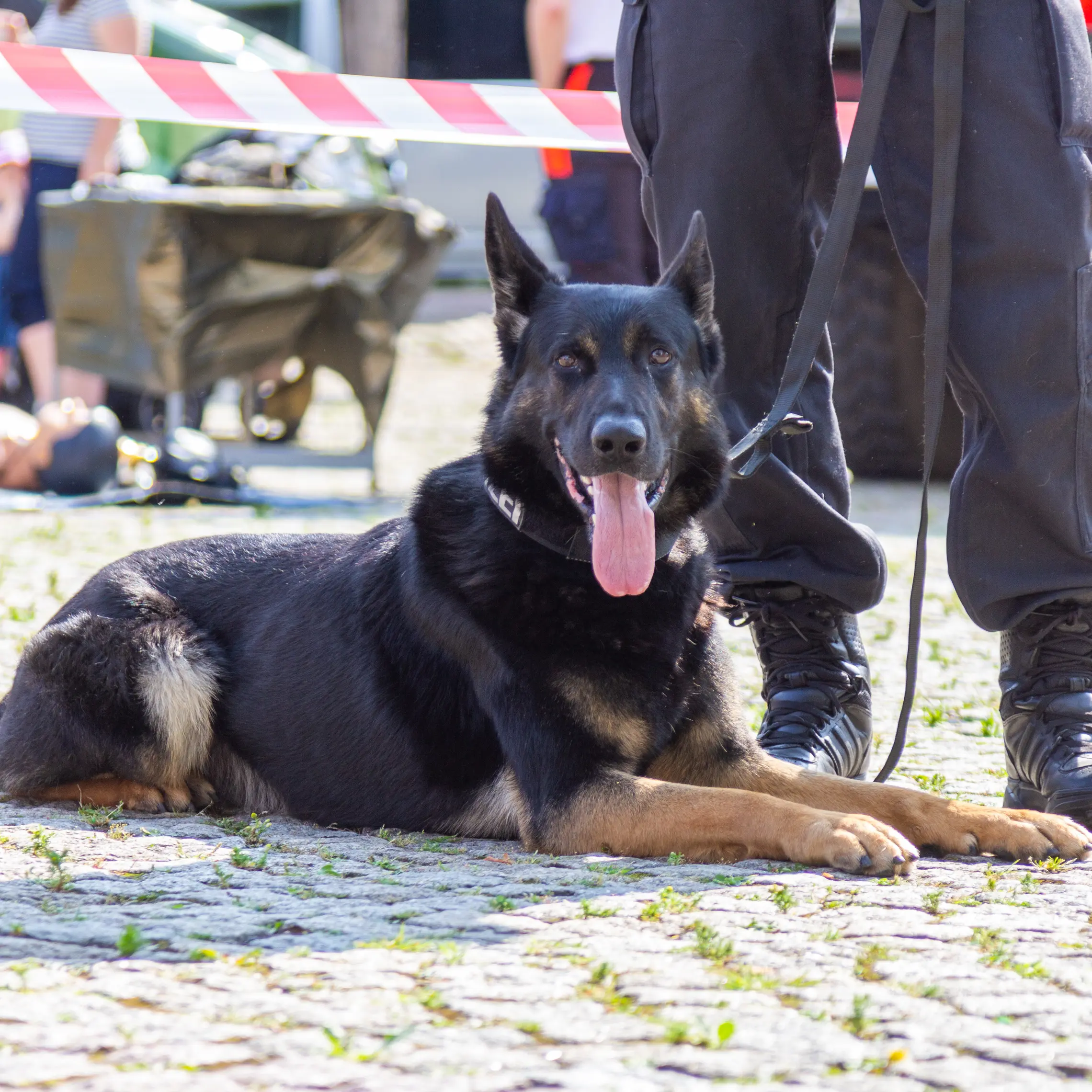 Working line German Shepherd