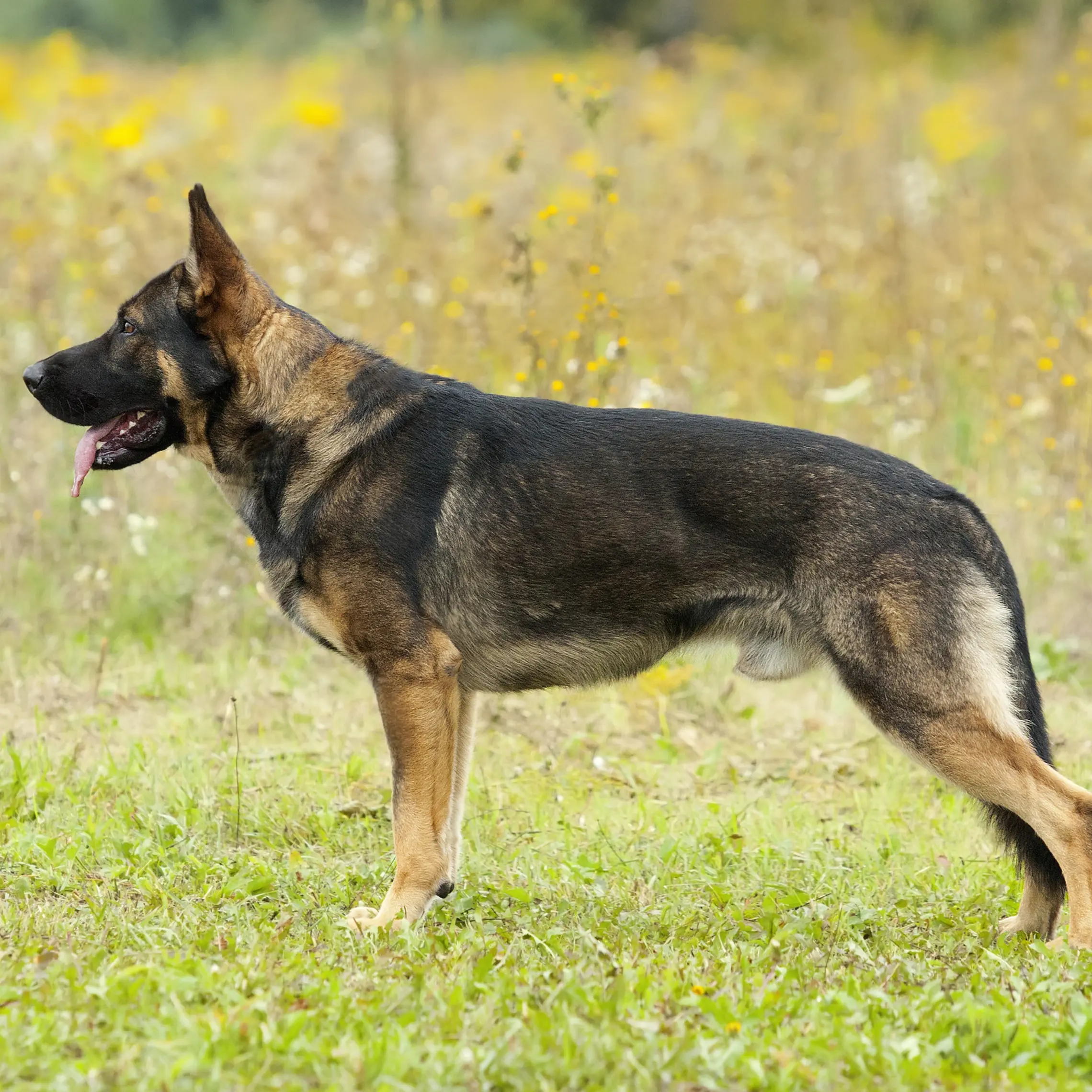 Photo of Working Line German Shepherd Standing