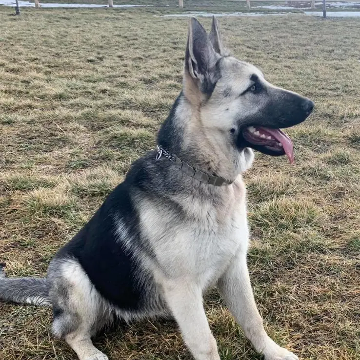 Tigra 6 months