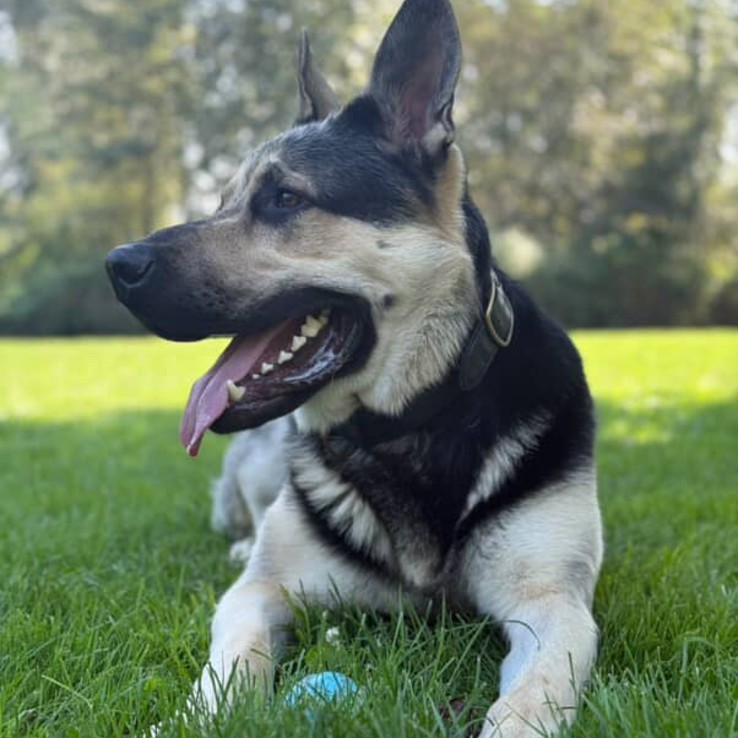 11ff3527 C1f7 4a0a 9ba2 2e74294665da