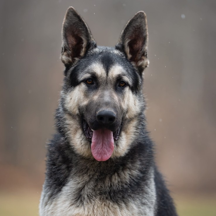 1917ab2a68e2bec7b89580d113b12bef