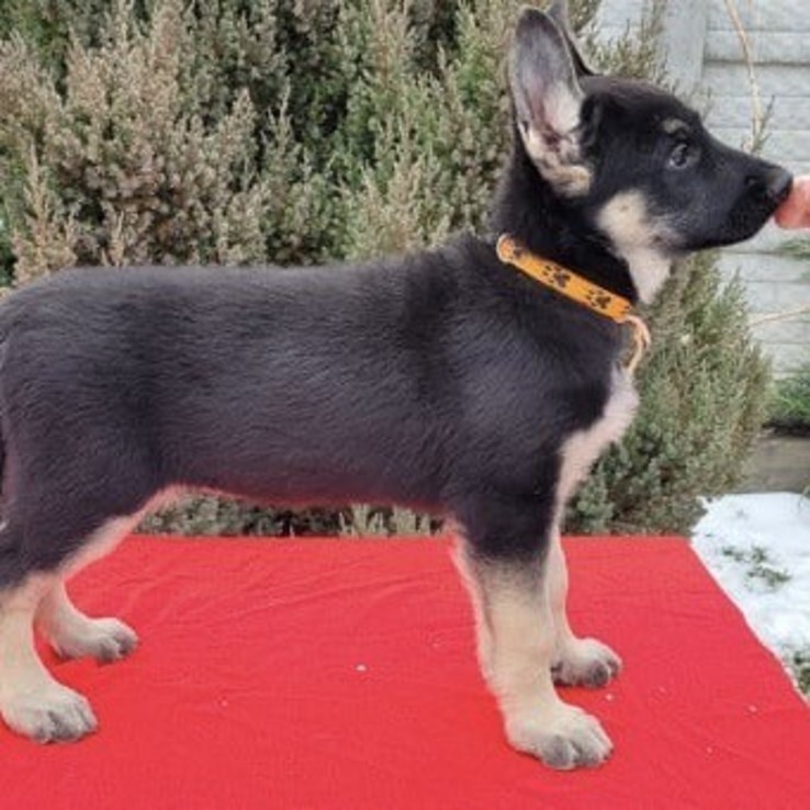 271390615 1184795595260154 4545996964750630421 N