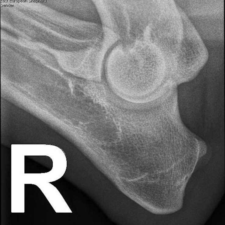 45796 Horvat Gina Maximus 20210418 1