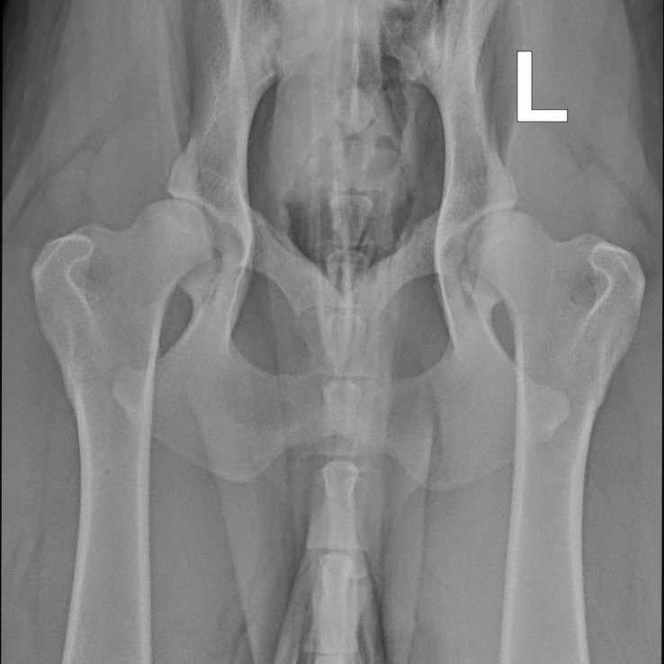 45796 Horvat Gina Maximus 20210418 2