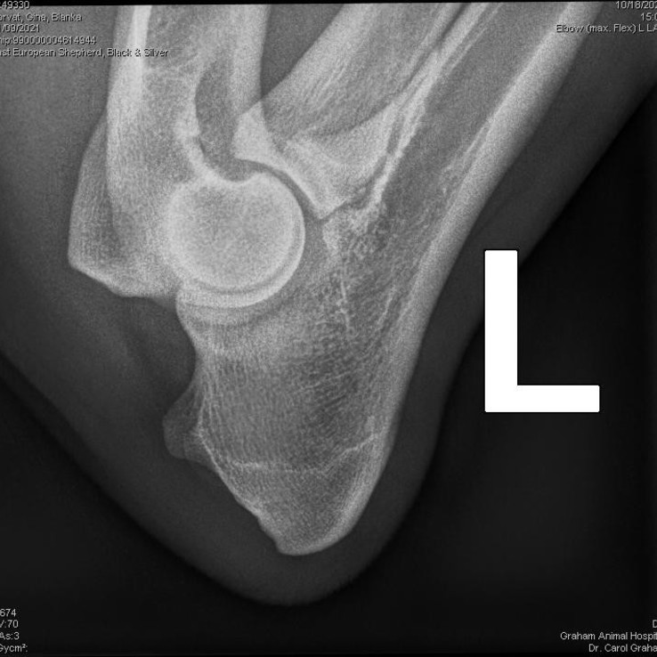 49330 Horvat Gina Blanka 20211109 0