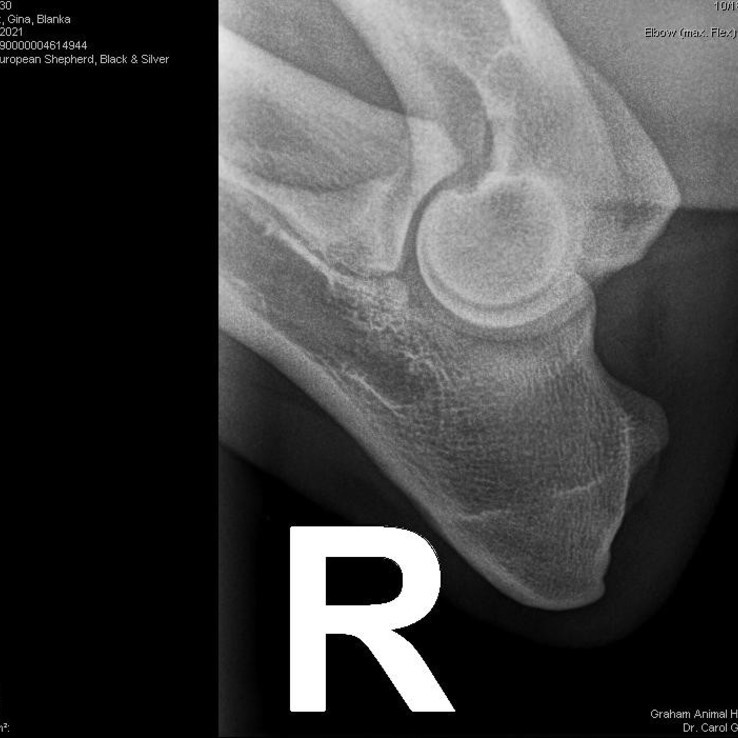 49330 Horvat Gina Blanka 20211109 1