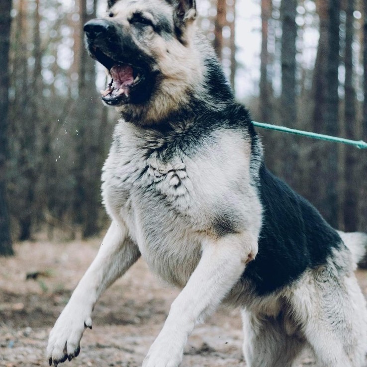 A59ddf12 6210 4186 B774 E70885315c36