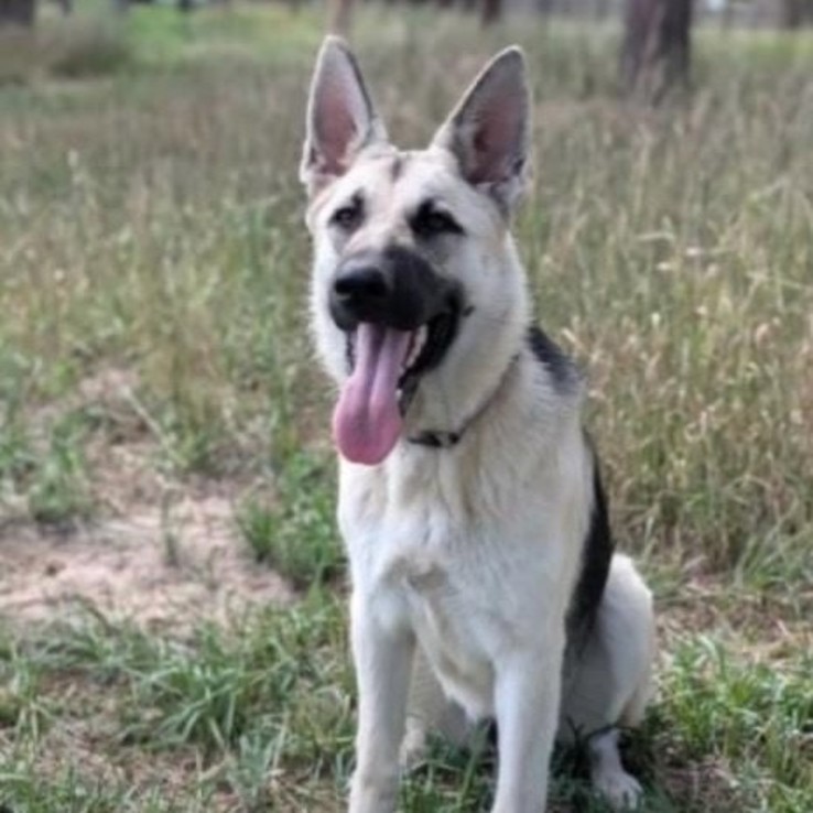 Cdc2211c Bc53 4395 9181 B62029f4c0ba