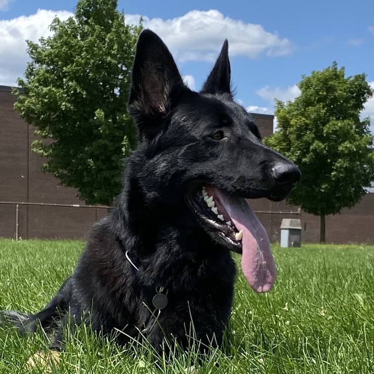 Drago at 17 months old Cdfe644b 29fe 4bbb A906 73fbc9c81725