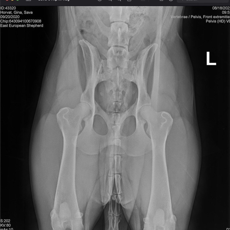 Savas X Ray Jpeg