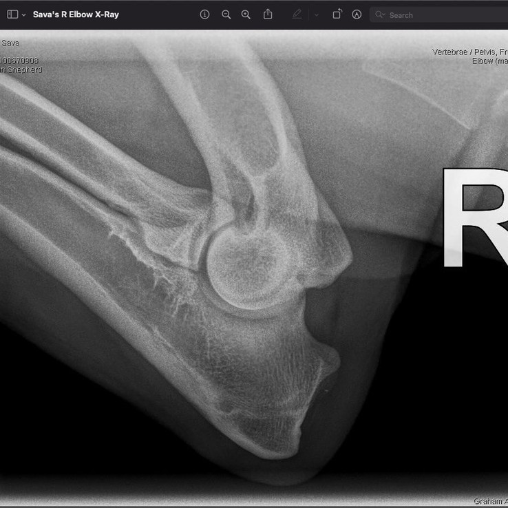 Savas Xrays Jpeg