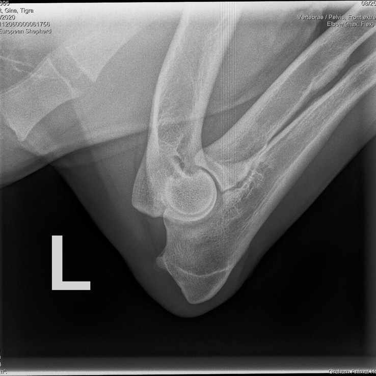 Tigras L Elbow X Ray