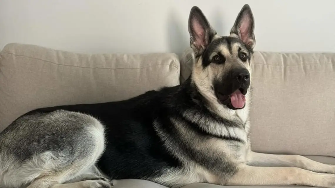 Photo of East-European Shepherd (VEO) on couch