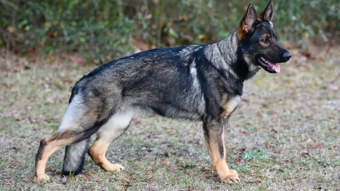 Czech Working Line German Shepherd standing