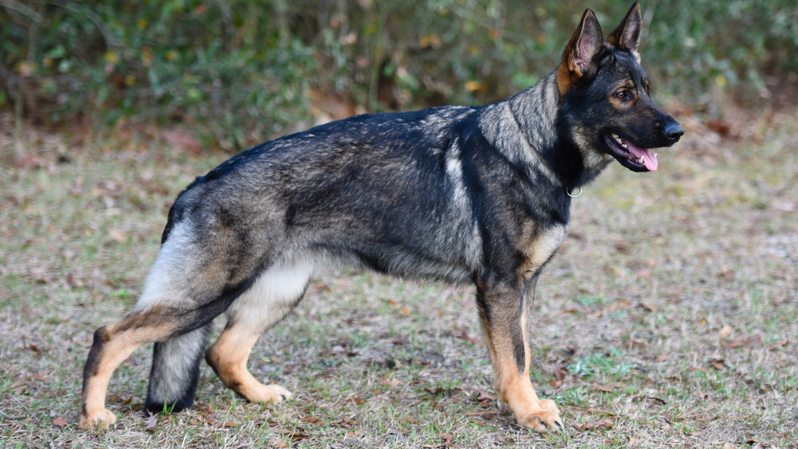Czech Working Line German Shepherd standing
