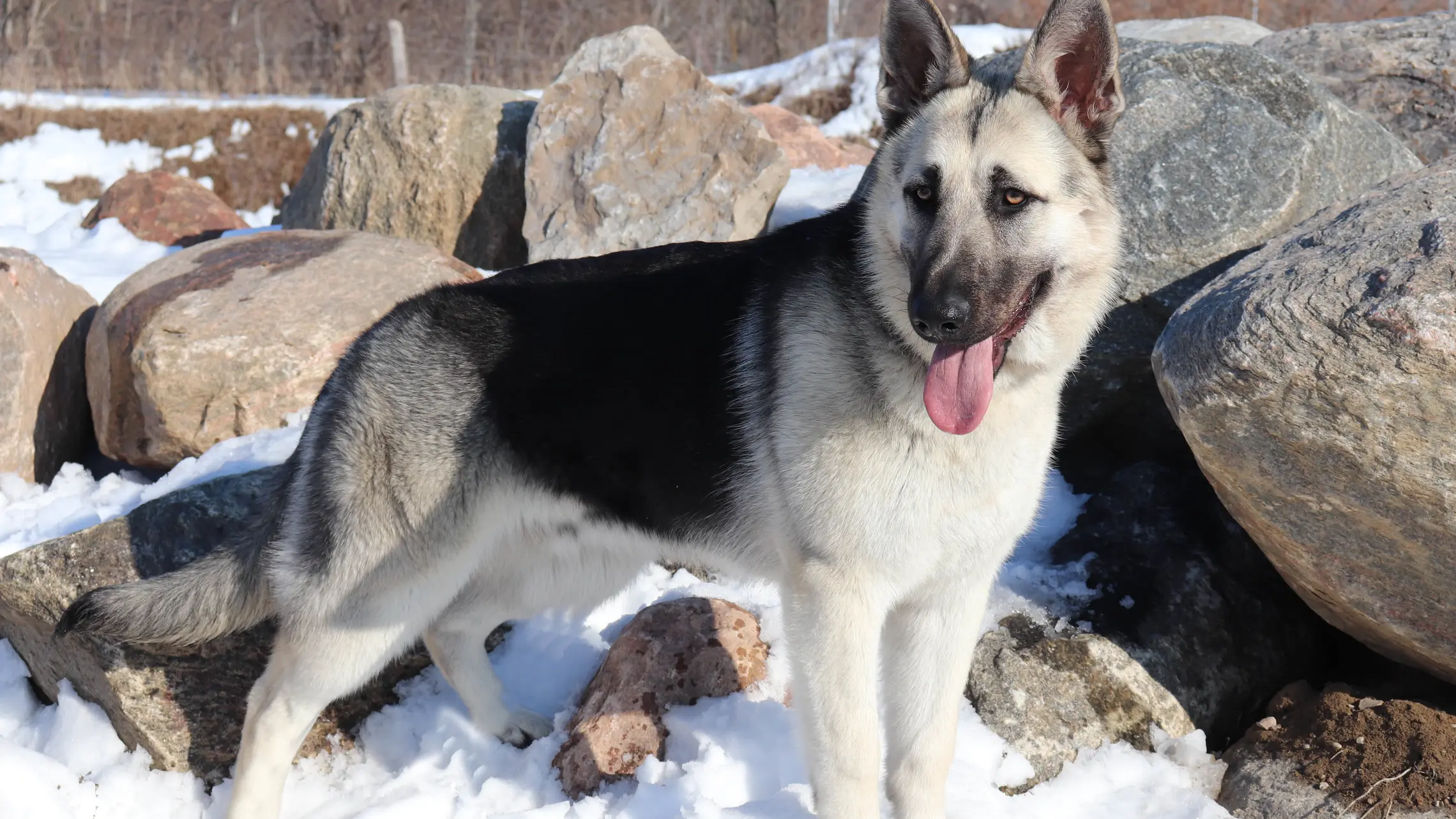 Photo of East-European Shepherd (VEO)