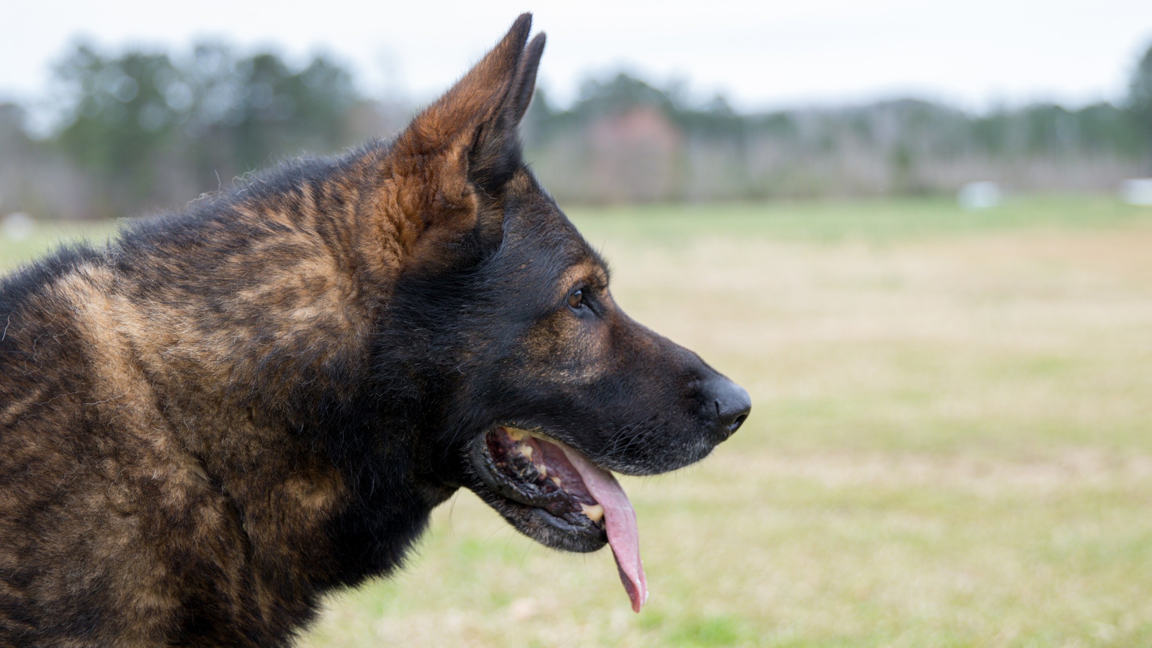 Photo DDR German Shepherd 