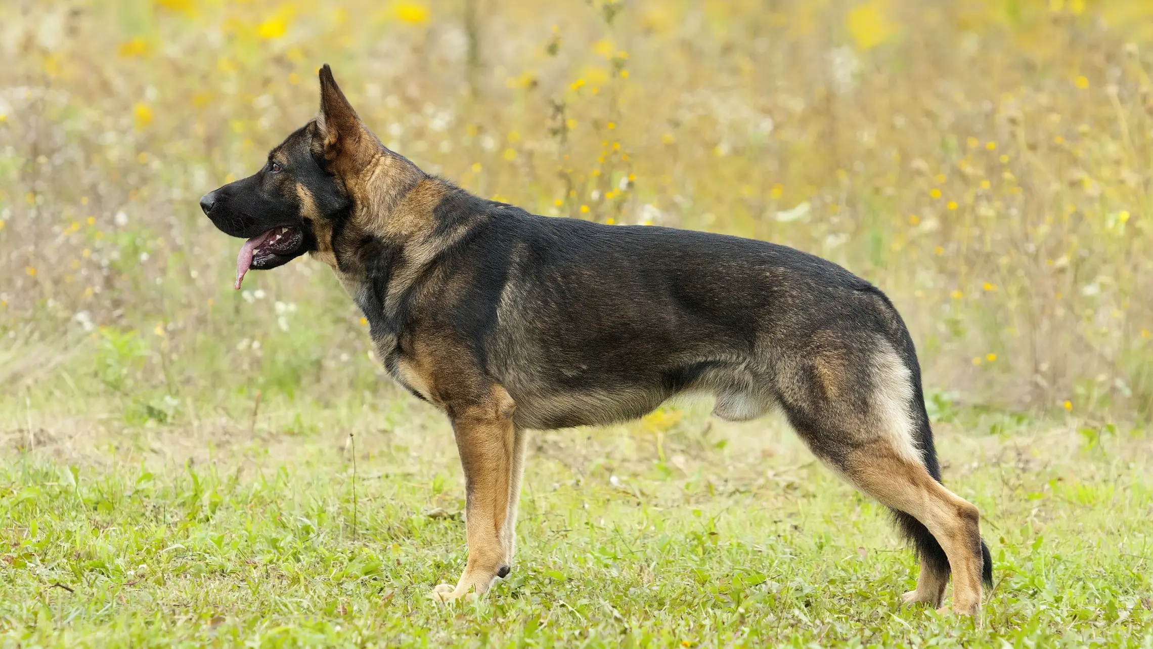 Photo of Working Line German Shepherd Standing