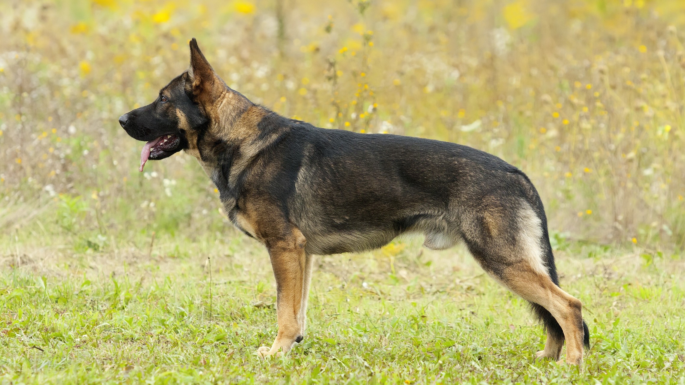 Photo of Working Line German Shepherd Standing