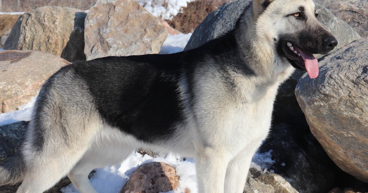 About VEOs RMD East European Shepherds About VEOs RMD East European Shepherds